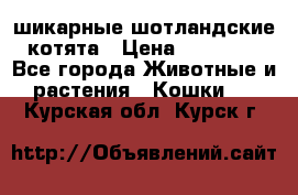 шикарные шотландские котята › Цена ­ 15 000 - Все города Животные и растения » Кошки   . Курская обл.,Курск г.